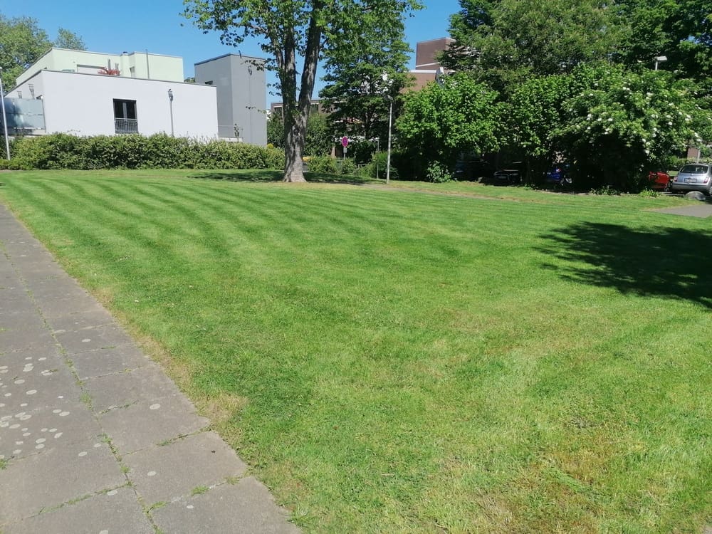 frisch gemähter Rasen, Rasenmäharbeiten